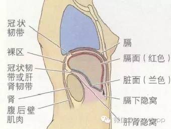 急性胰腺炎胸腔积液的解剖通道 急性胰腺炎胸腔积液的解剖通道