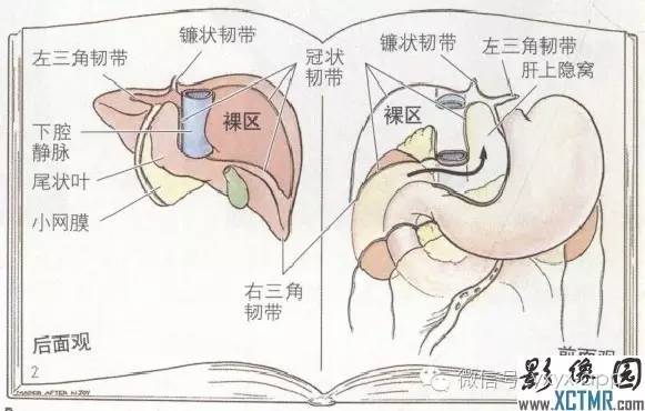 急性胰腺炎胸腔积液的解剖通道