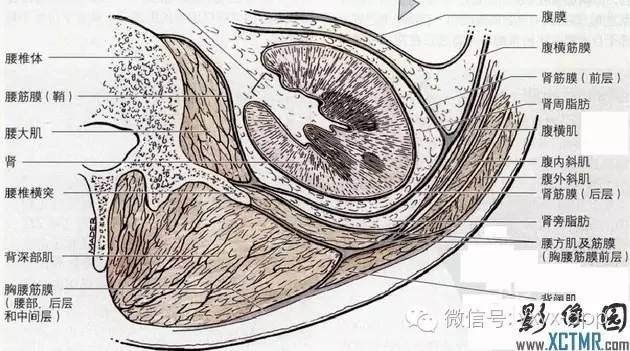 急性胰腺炎胸腔积液的解剖通道 急性胰腺炎胸腔积液的解剖通道