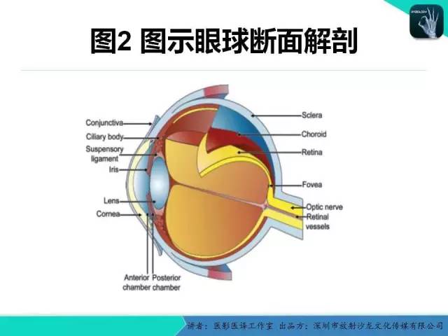 【PPT】成人眼眶肿瘤：临床、影像、与病理回顾