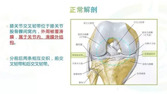 【PPT】膝关节周围韧带解剖及MR表现
