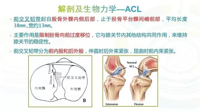 【PPT】膝关节周围韧带解剖及MR表现