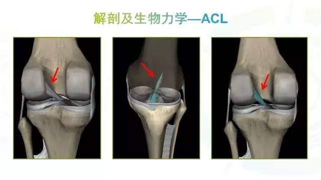 【PPT】膝关节周围韧带解剖及MR表现