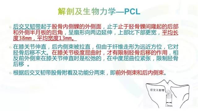【PPT】膝关节周围韧带解剖及MR表现