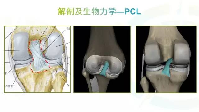 【PPT】膝关节周围韧带解剖及MR表现