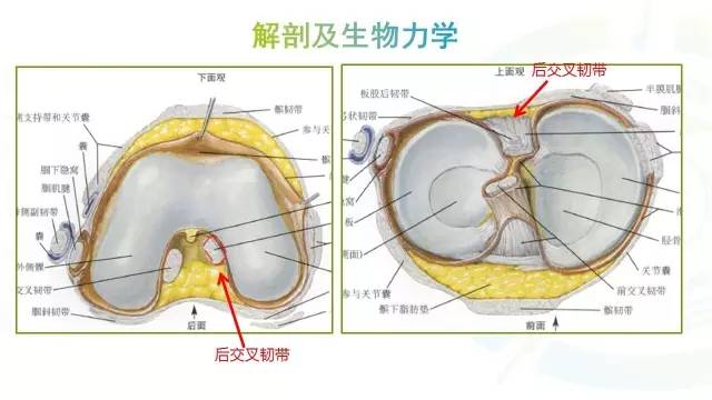 【PPT】膝关节周围韧带解剖及MR表现