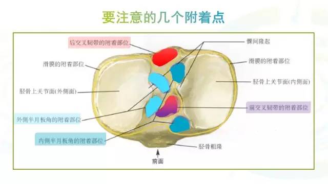 【PPT】膝关节周围韧带解剖及MR表现