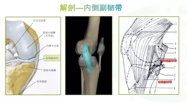 【PPT】膝关节周围韧带解剖及MR表现