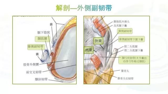 【PPT】膝关节周围韧带解剖及MR表现