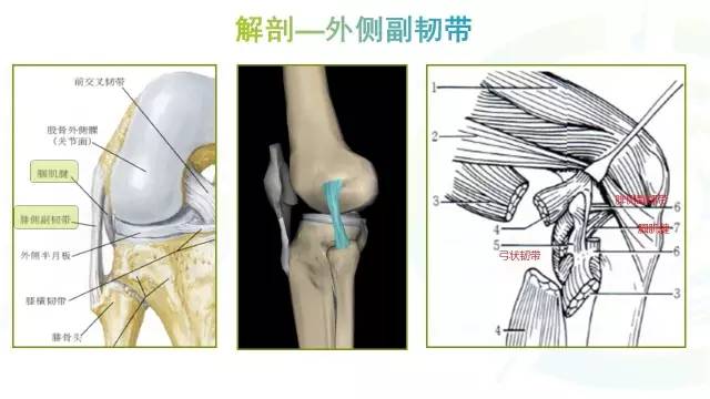 【PPT】膝关节周围韧带解剖及MR表现