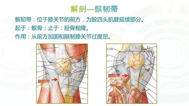 【PPT】膝关节周围韧带解剖及MR表现