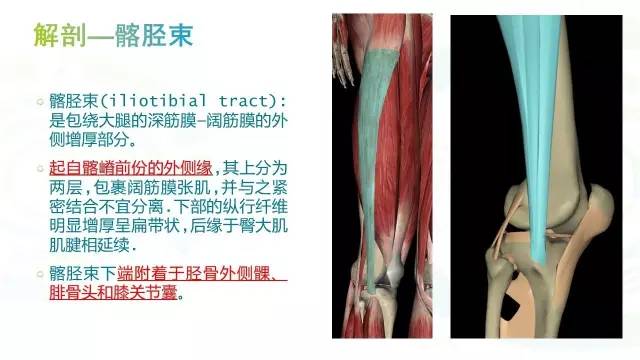 【PPT】膝关节周围韧带解剖及MR表现