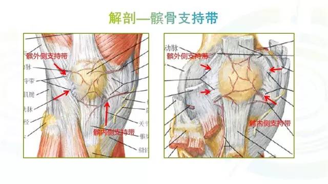 【PPT】膝关节周围韧带解剖及MR表现