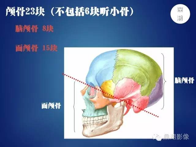 颅骨彩图解剖