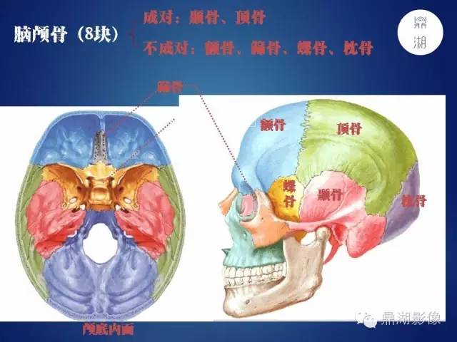 颅骨彩图解剖