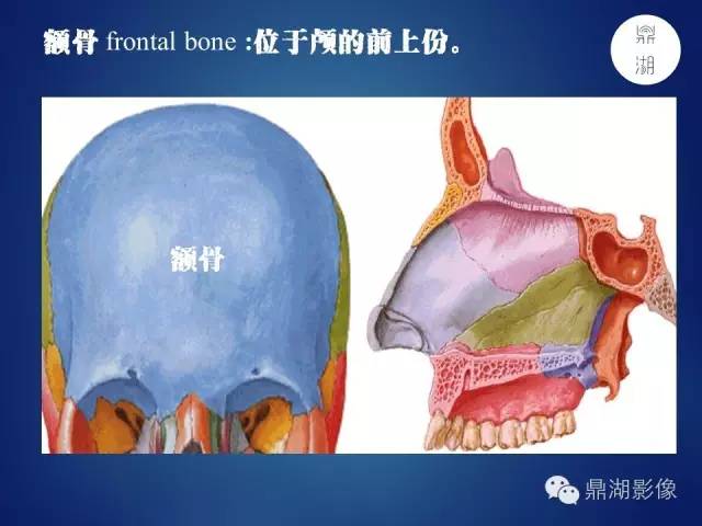 颅骨彩图解剖