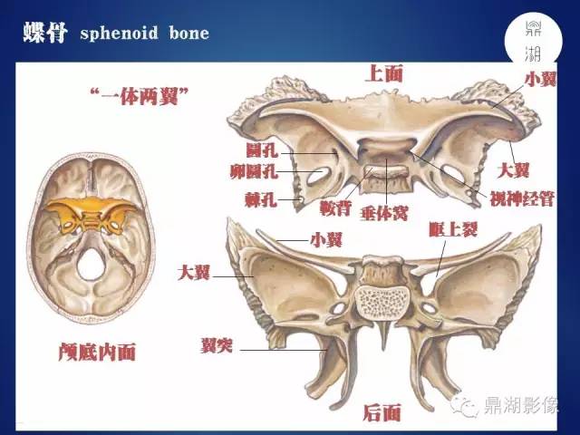 颅骨彩图解剖