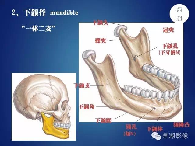 颅骨彩图解剖