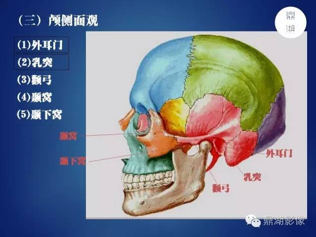 颅骨彩图解剖