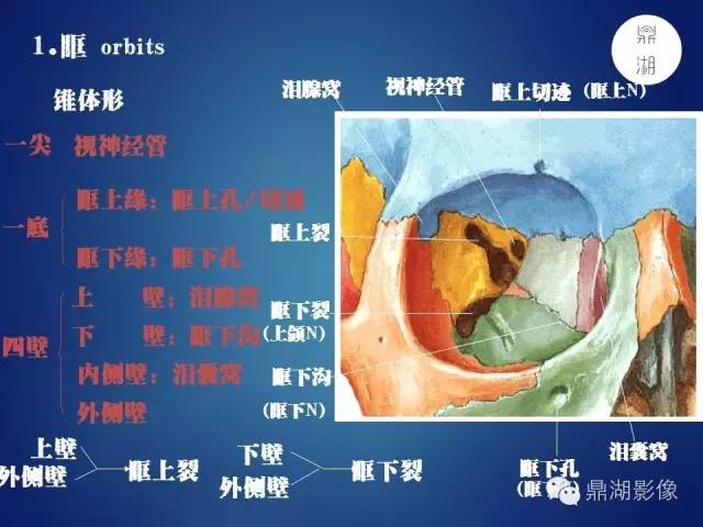 颅骨彩图解剖