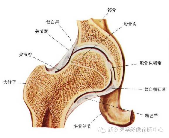 股骨头没有离开髋臼的脱位叫什么? 股骨头没有离开髋臼的脱位叫什么?