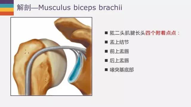 肱二头肌长头腱病变的MR诊断