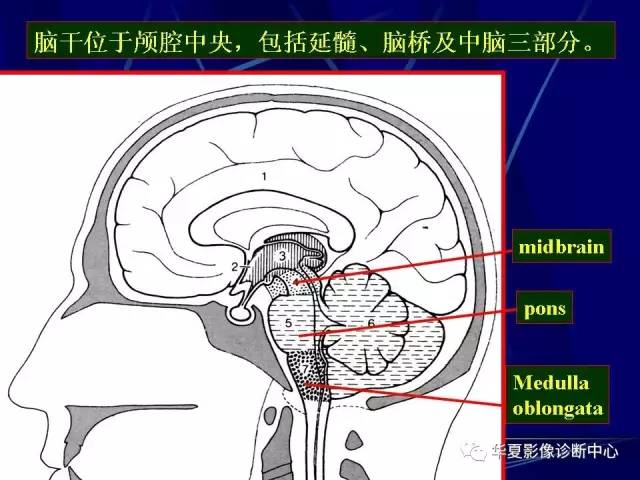 脑干解剖复习