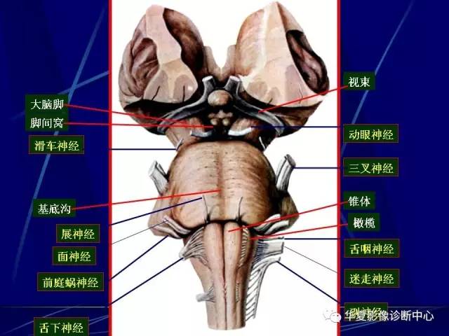 脑干解剖复习