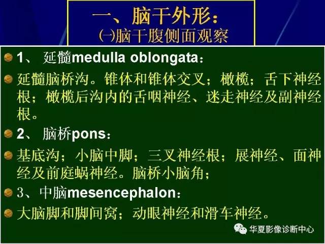 脑干解剖复习