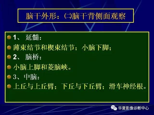 脑干解剖复习