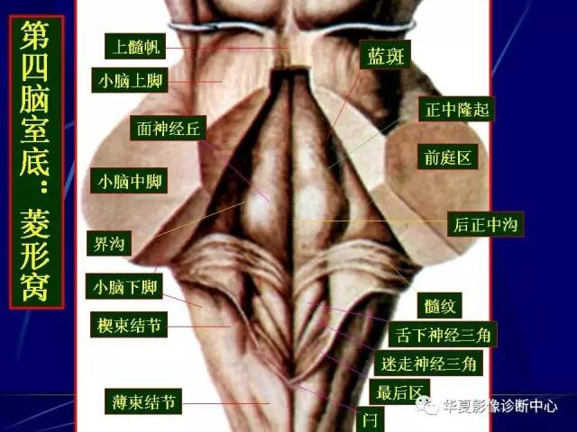 脑干解剖复习
