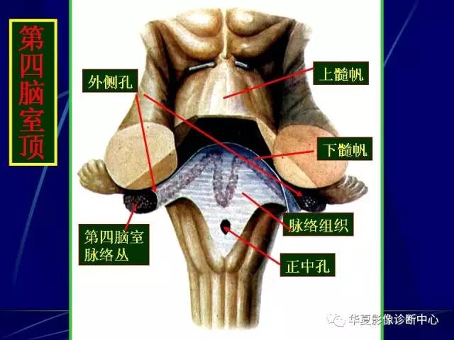 脑干解剖复习