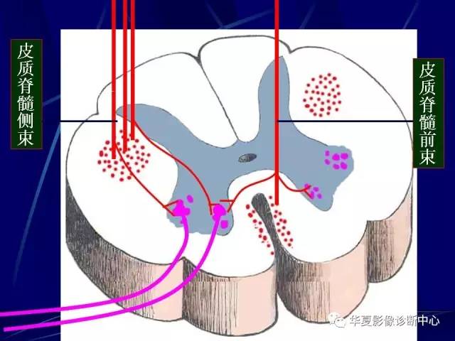 脑干解剖复习