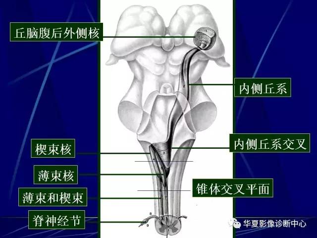 脑干解剖复习
