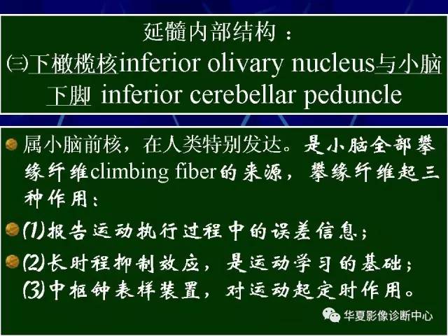 脑干解剖复习