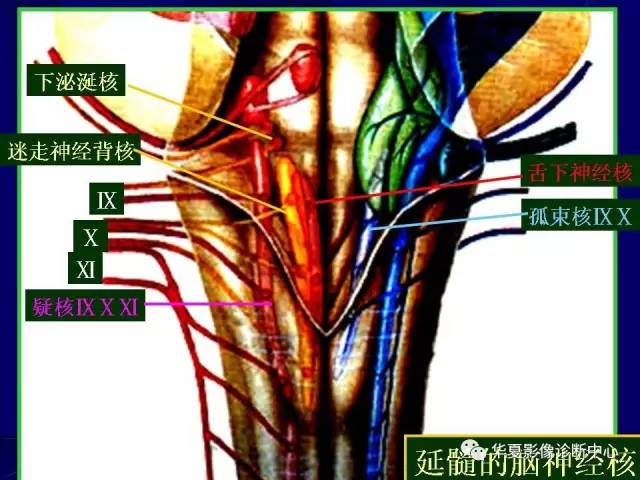 脑干解剖复习