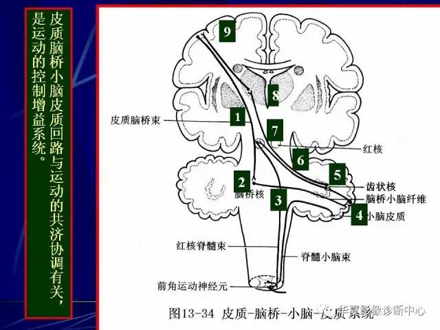 脑干解剖复习