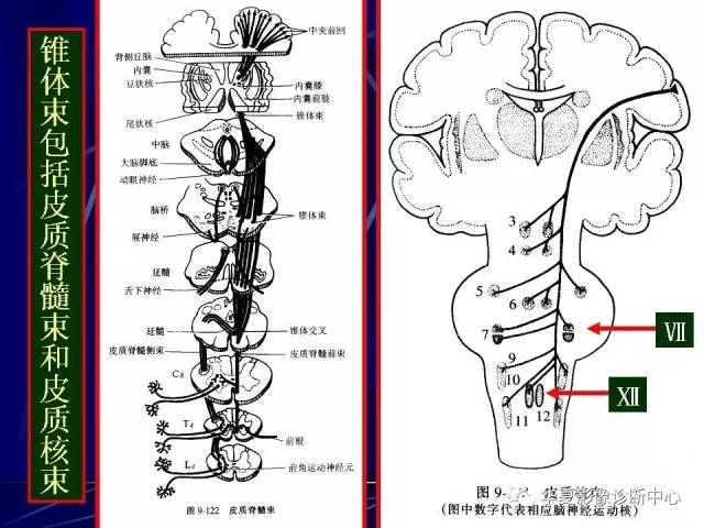 脑干解剖复习