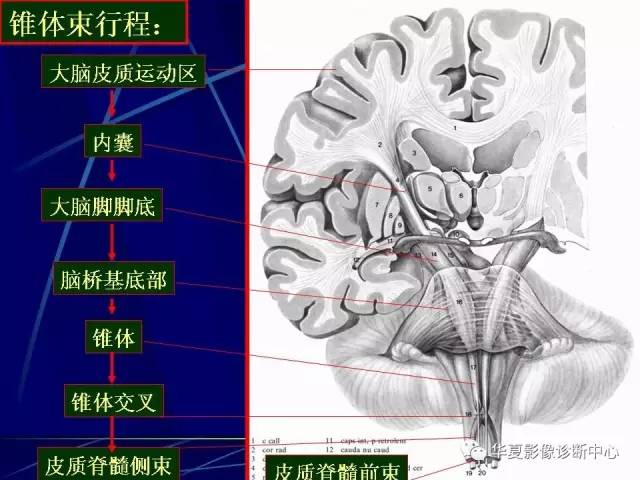 脑干解剖复习