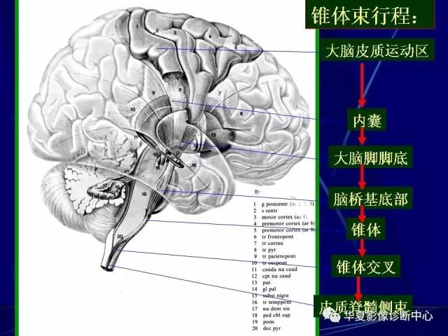 脑干解剖复习