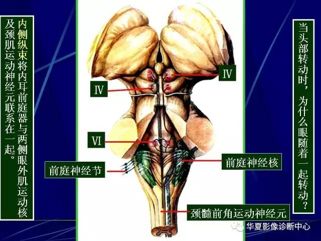 脑干解剖复习