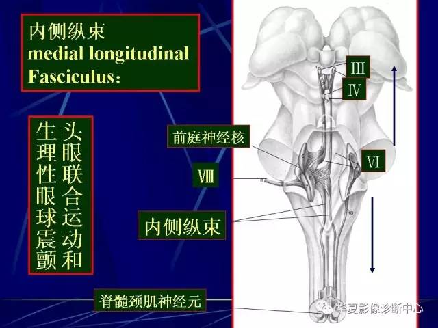 脑干解剖复习