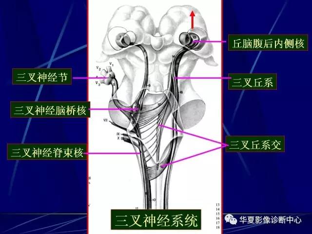 脑干解剖复习