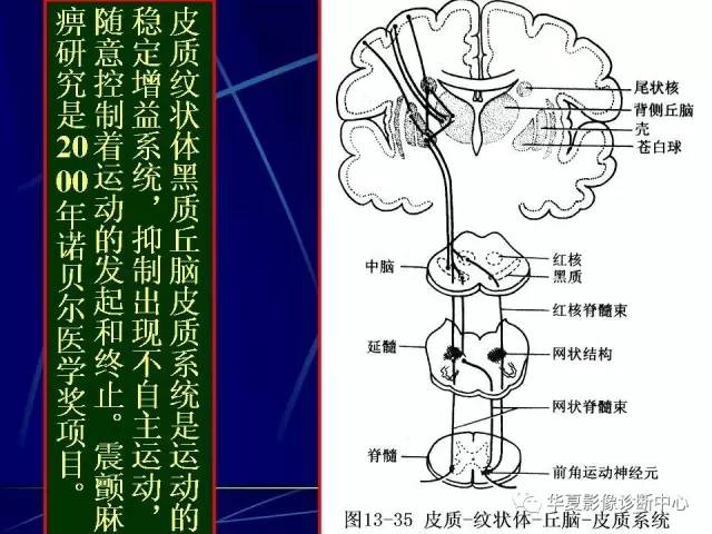 脑干解剖复习