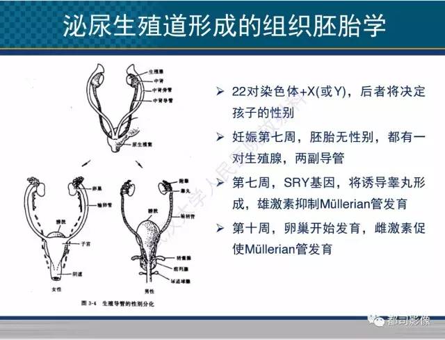 【PPT】男性下泌尿生殖道囊肿影像学鉴别诊断