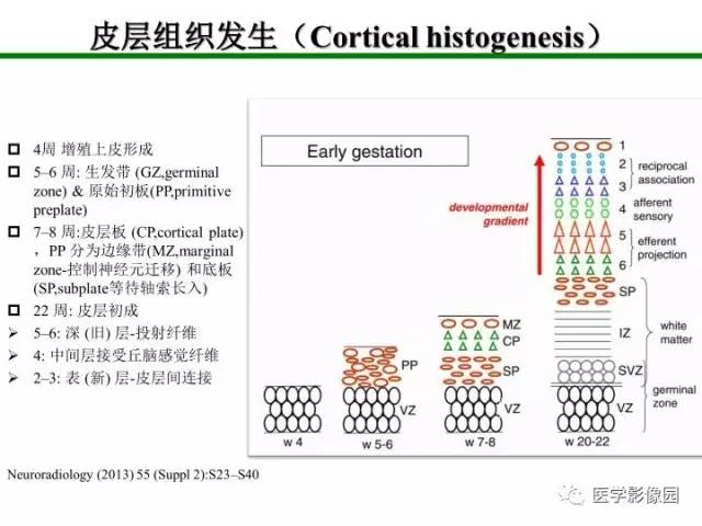 【PPT】新生儿局灶性白质损伤的MRI