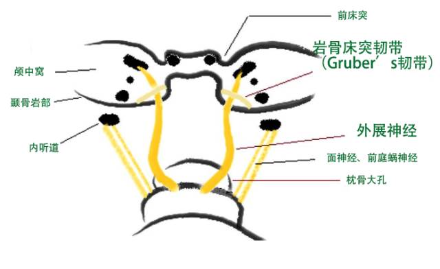 外展神经的探险旅行 外展神经的探险旅行