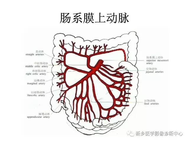 肠系膜上下动脉的解剖和分布图