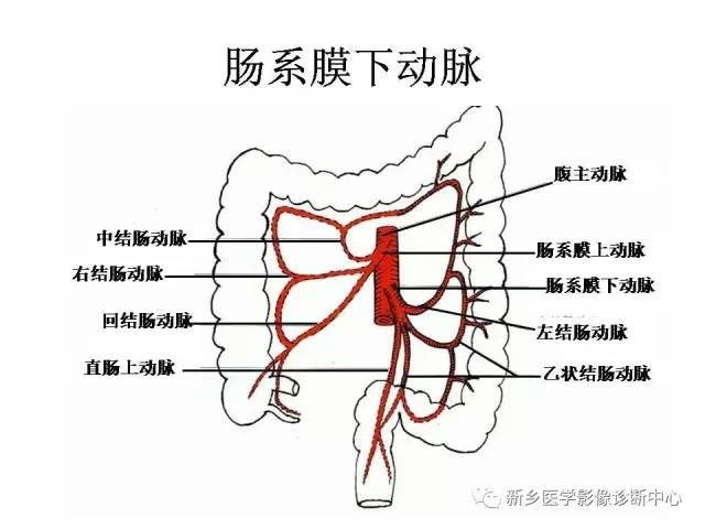 肠系膜上下动脉的解剖和分布图