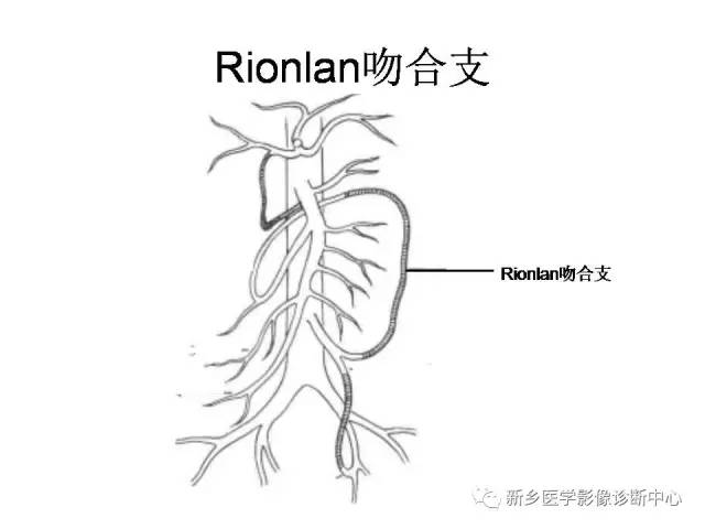 肠系膜上下动脉的解剖和分布图